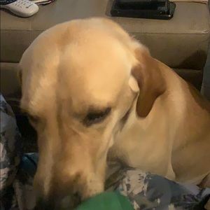 Meet your Posher, Chase